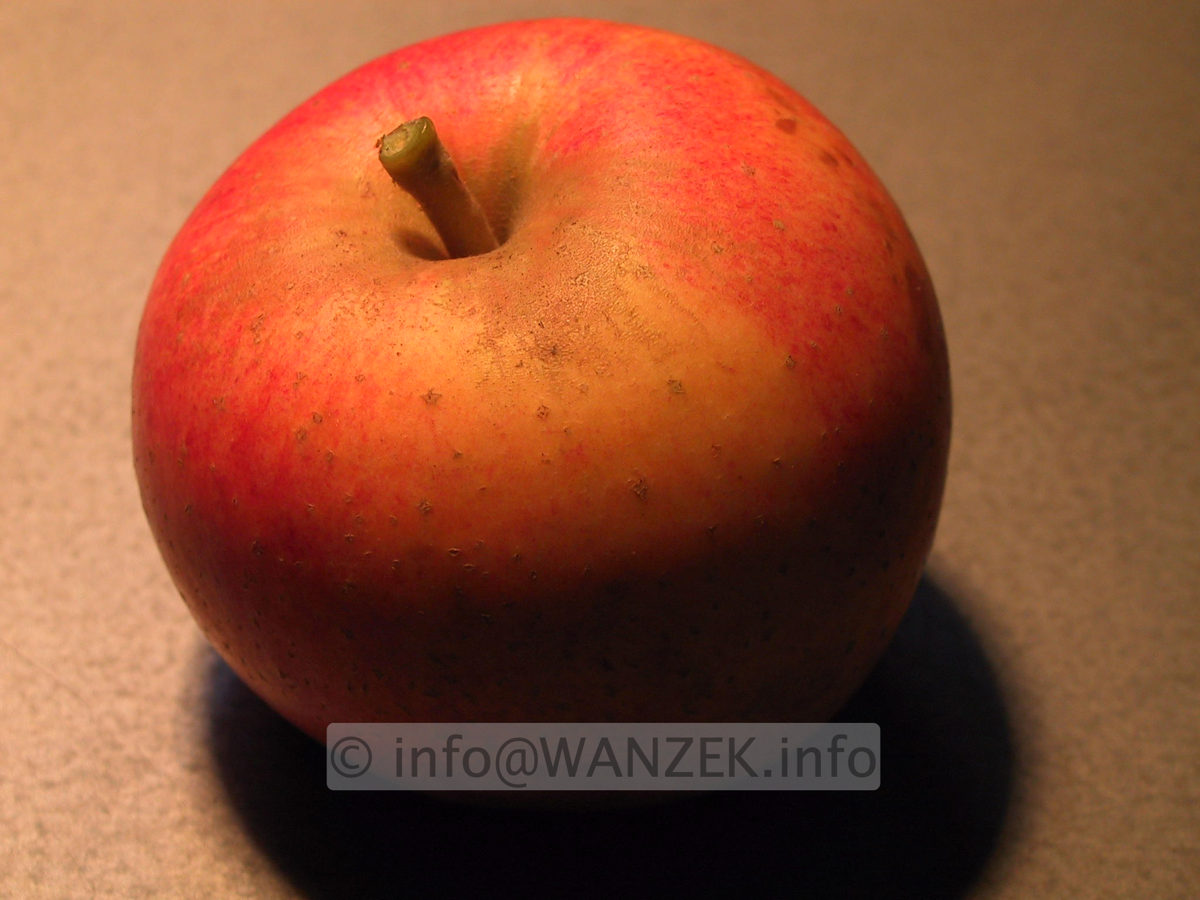 Apfel Alkmene 01.JPG